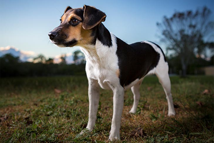 Danish-Swedish Farmdog standing outdoors, representing natural flea control options