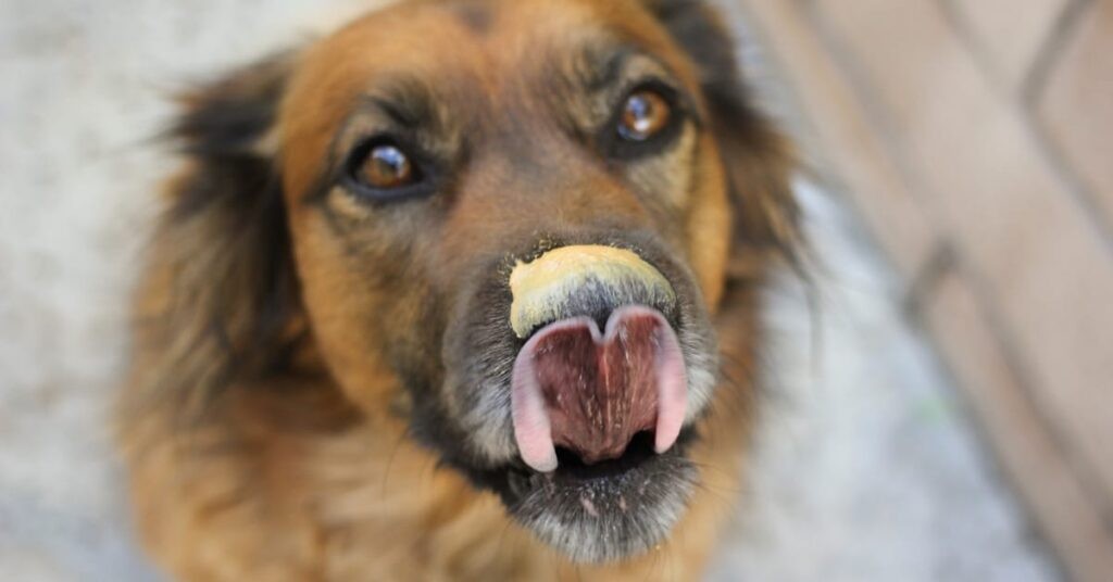 Dog-safe peanut butter brands such as Whole Foods 365 Everyday Value Organic Peanut Butter and Trader Joe’s Peanut Butter