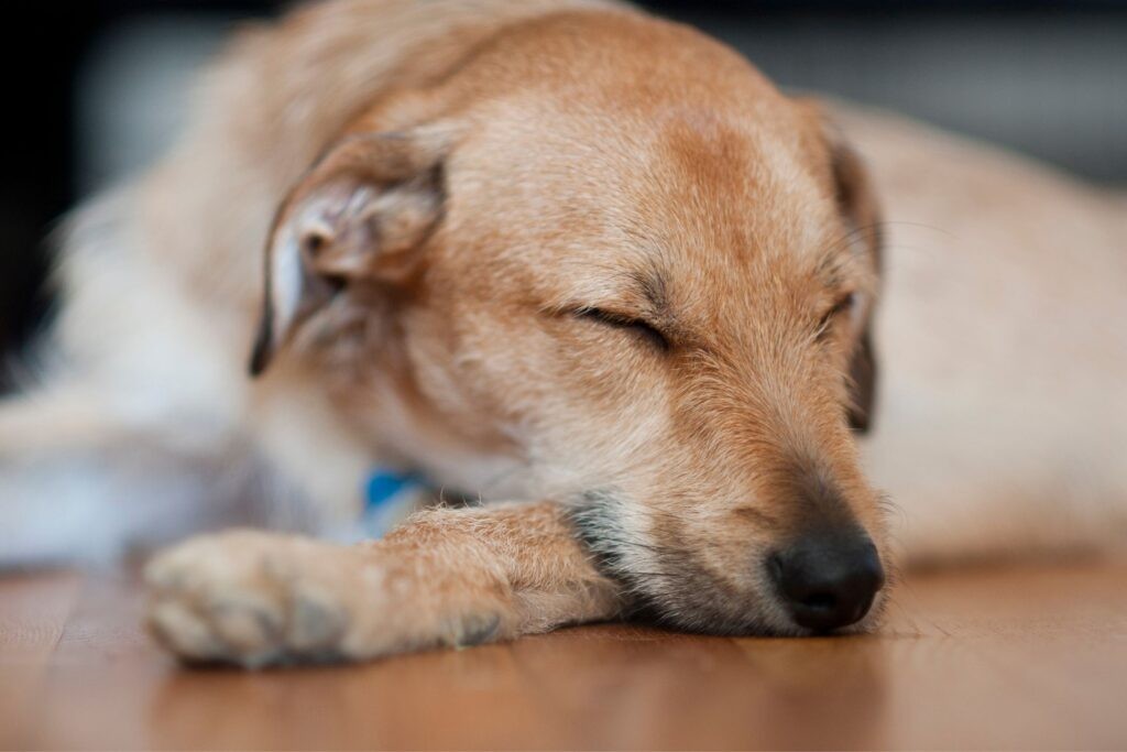Dog sleeping on hardwood floor