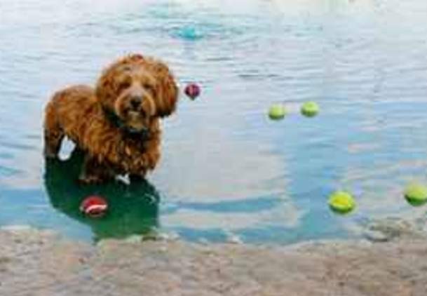 Dog-Friendly Amenities