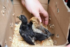 Various chicken breeds including Serama chickens, highlighting the diversity of breeds to choose from