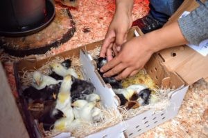Dawa inspecting chicks and introducing them to food and water, highlighting the importance of initial care