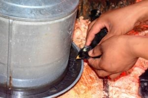 Chicks becoming familiar with feeders, emphasizing the importance of easy access to food and water