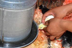 Super Blue Egger chicks, famous for laying light blue eggs