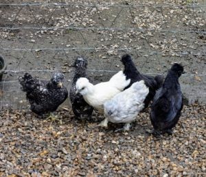 Silkie mixes enjoying their new yard, highlighting their gentle nature