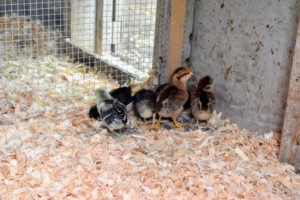 Chicks exploring surroundings, highlighting their curiosity and adaptability
