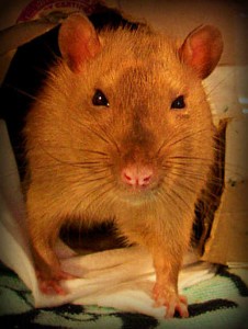 A tan rat stands in a grassy outdoor area