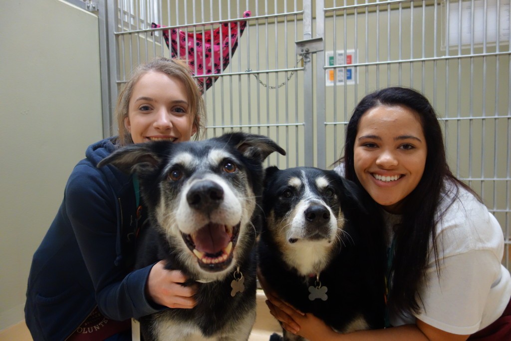 Youth Volunteers Socializing With Dogs