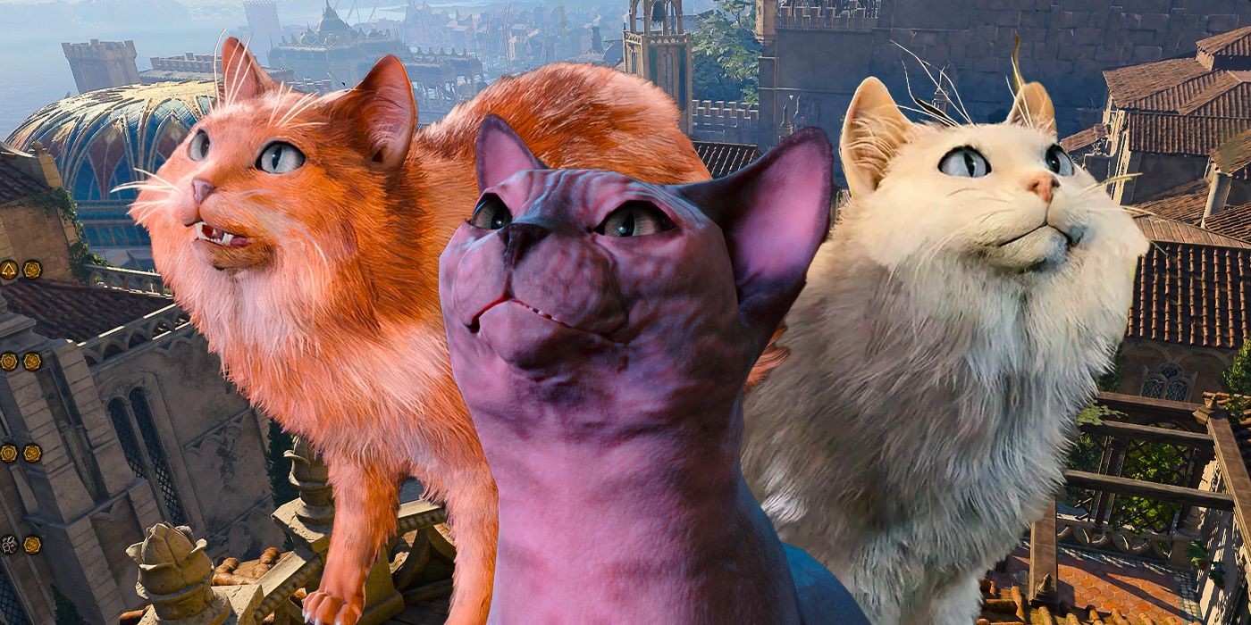 Three cats of different breeds gazing upwards, representing the variety available