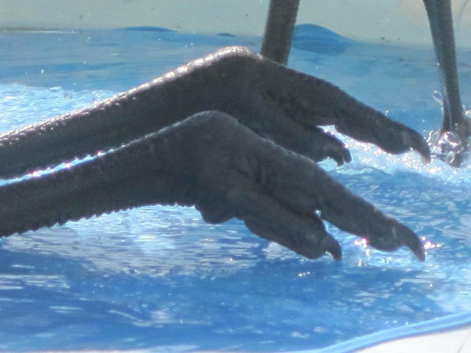 Emu feet, highlighting the importance of proper ground composition for foot health