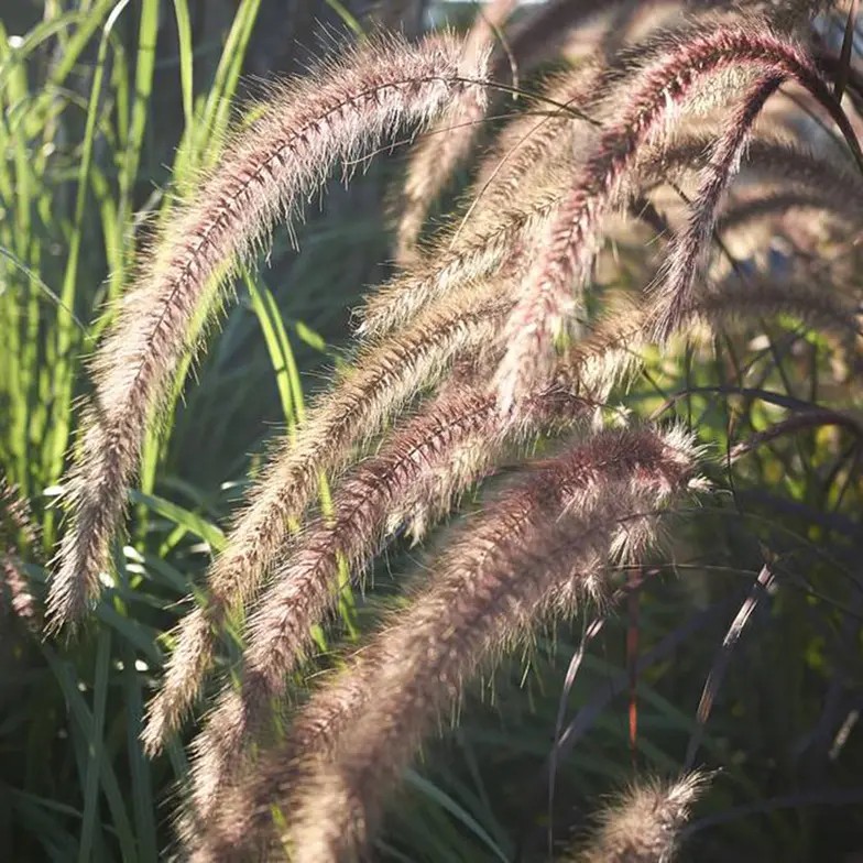 fountain grass
