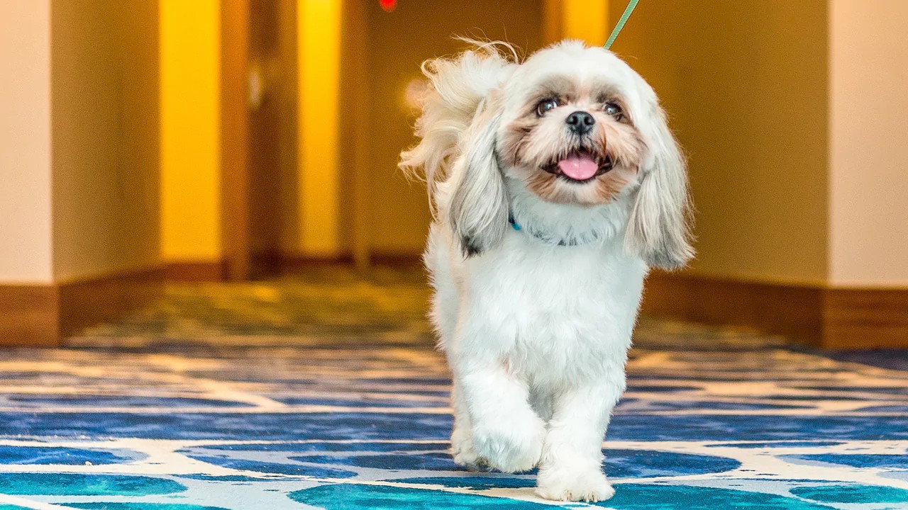 Grand Hyatt Pet Policy