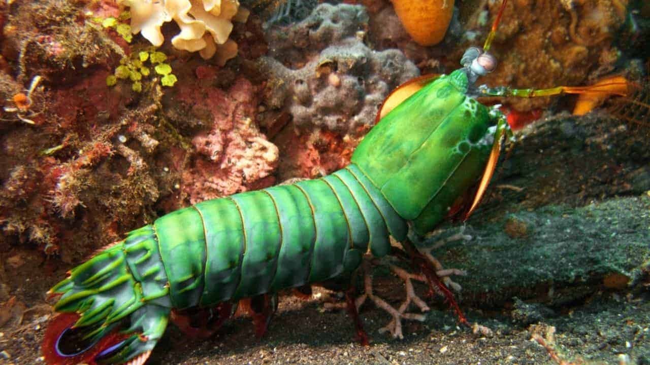 Green mantis shrimp displaying its unique features