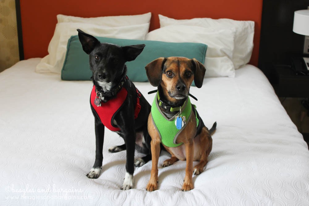 Luna and Ralph enjoy the comfortable beds at Home2 Suites by Hilton in Southaven.