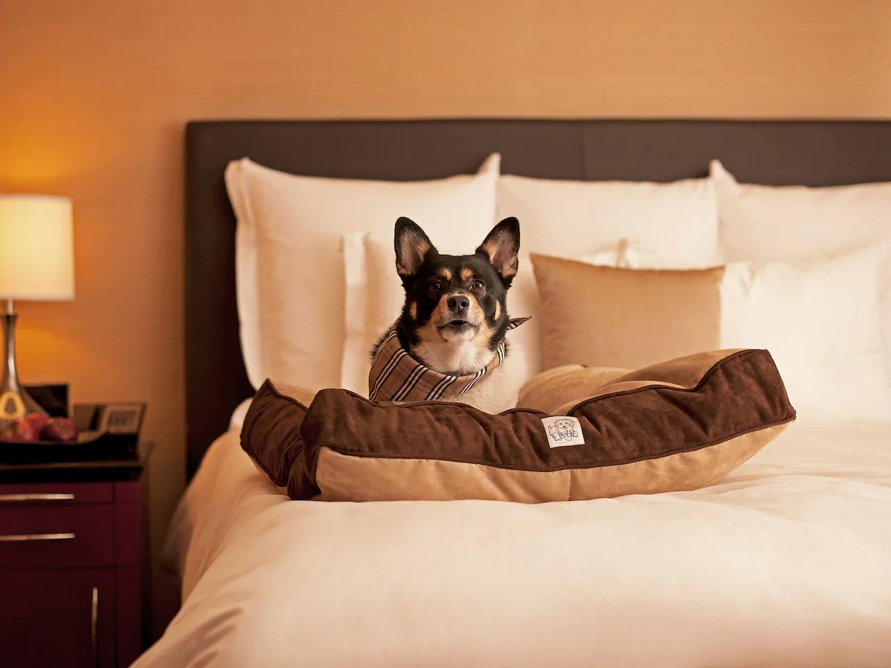 Hyatt Pet Program