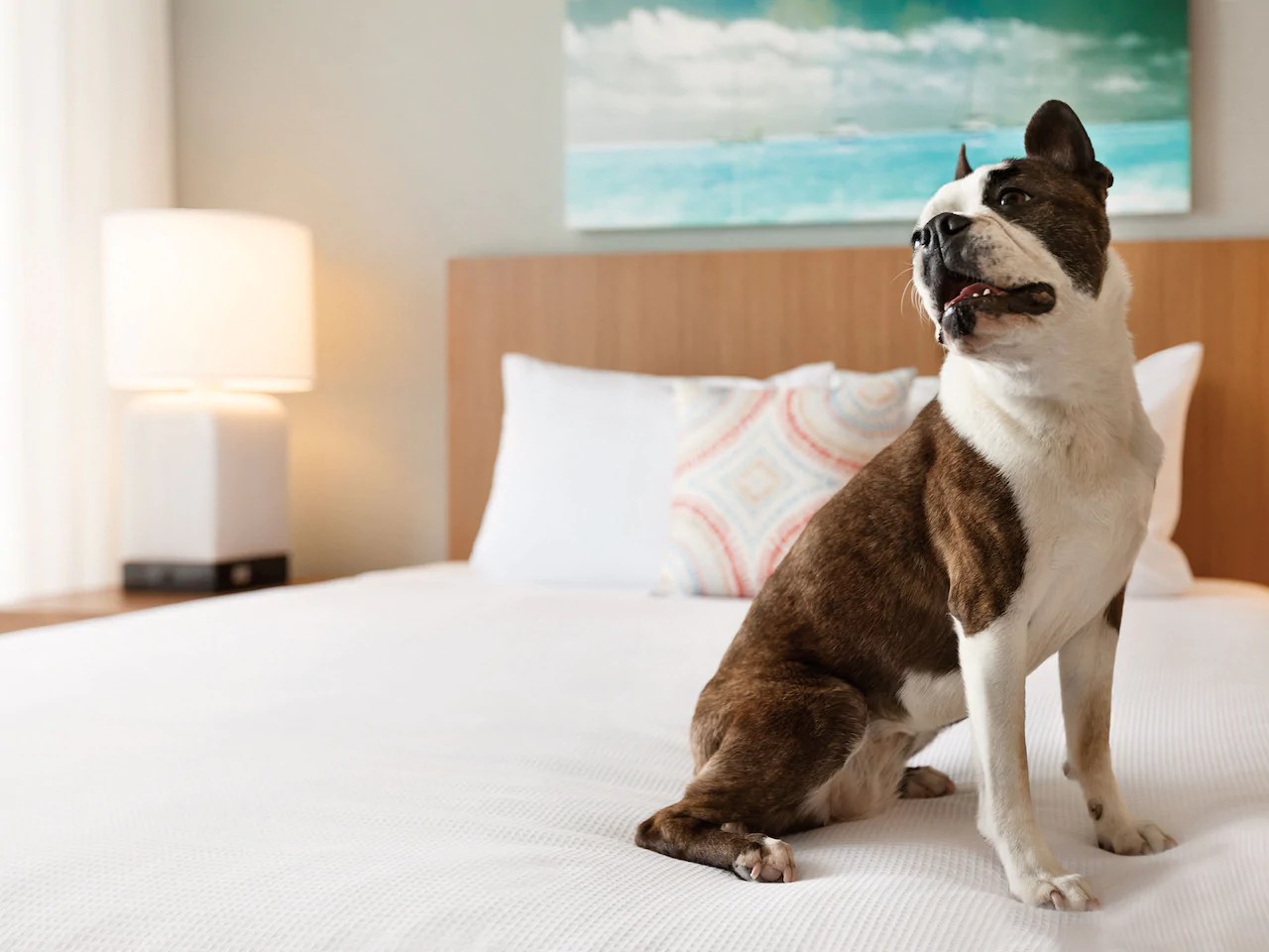 Hyatt Place House Pet Friendly
