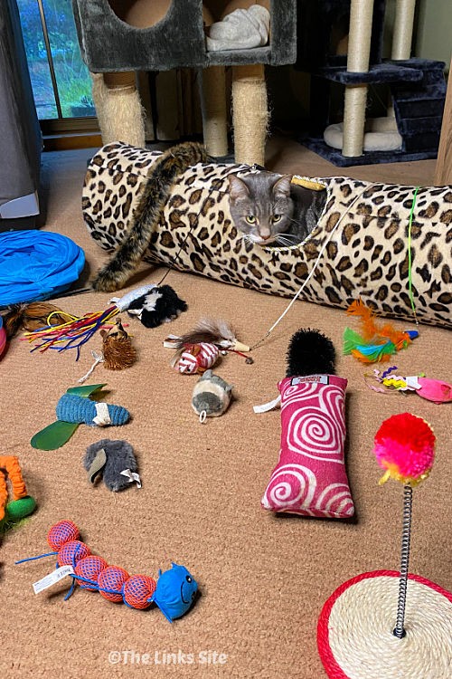 Grey and White Cat in a Leopard Print Play Tunnel