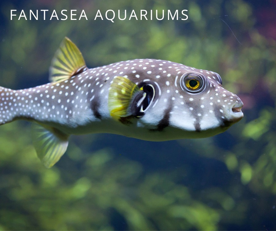 Stars and stripes puffer (Arothron hispidus) enjoying its well-maintained aquarium