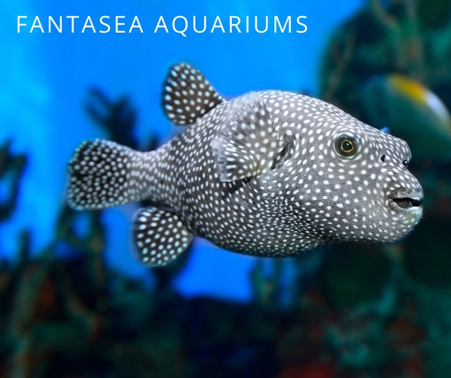 Guineafowl puffer (Arothron meleagris) displaying its vibrant colors and distinctive spots in a spacious aquarium