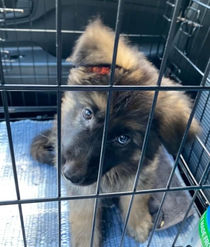 CitizenShipper is a dependable platform for connecting with a Pet Transporter who can safely and securely transport your adorable German shepherd puppy in a cage within the comfort of your car.