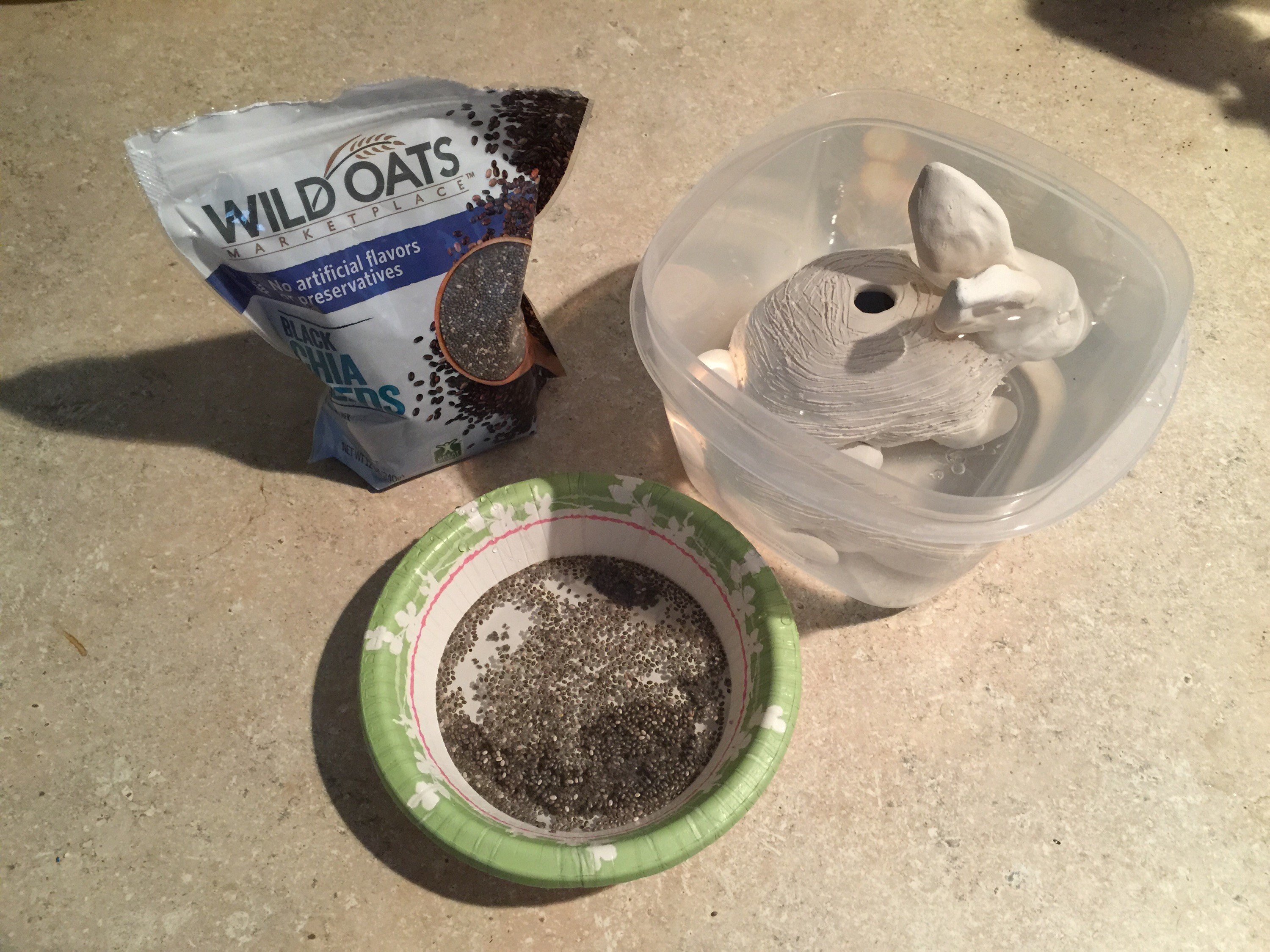 Chia pet covered with cling wrap for humidity during initial growth