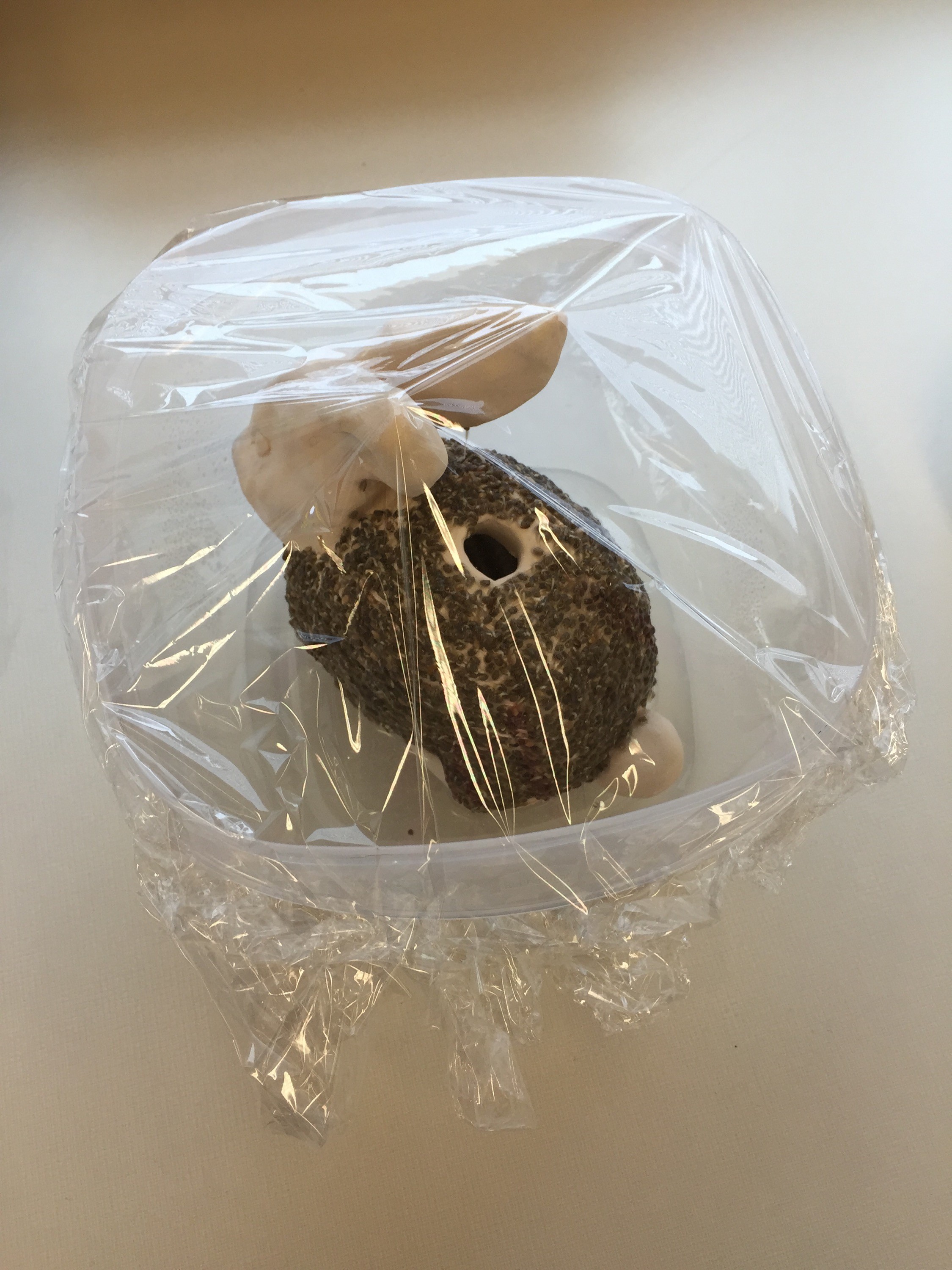 Chia pet with initial chia sprouts emerging, indicating successful germination