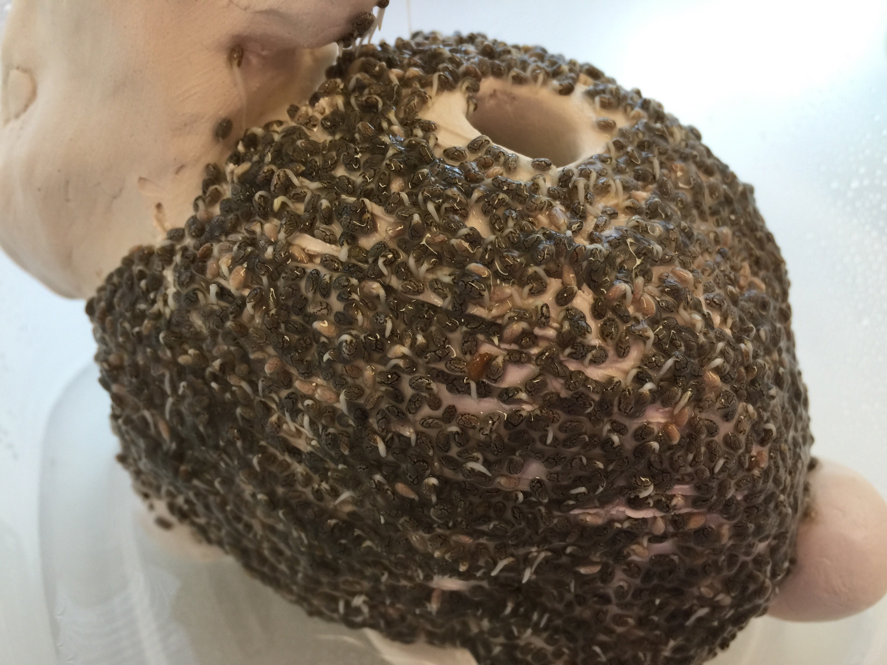 Chia pet with well-established chia sprouts, demonstrating vibrant growth