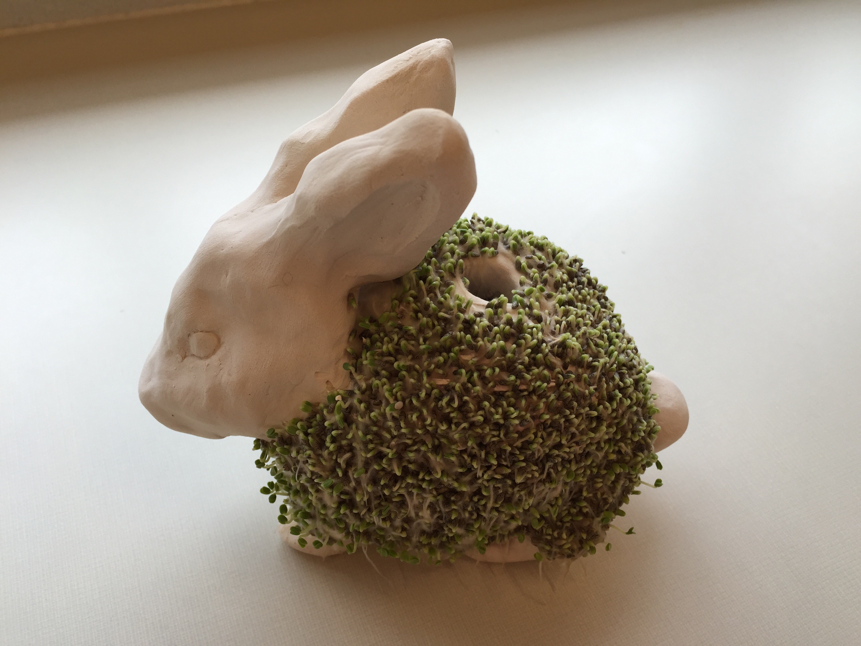 Overhead view of finished Chia Pet with thick chia sprout coverage