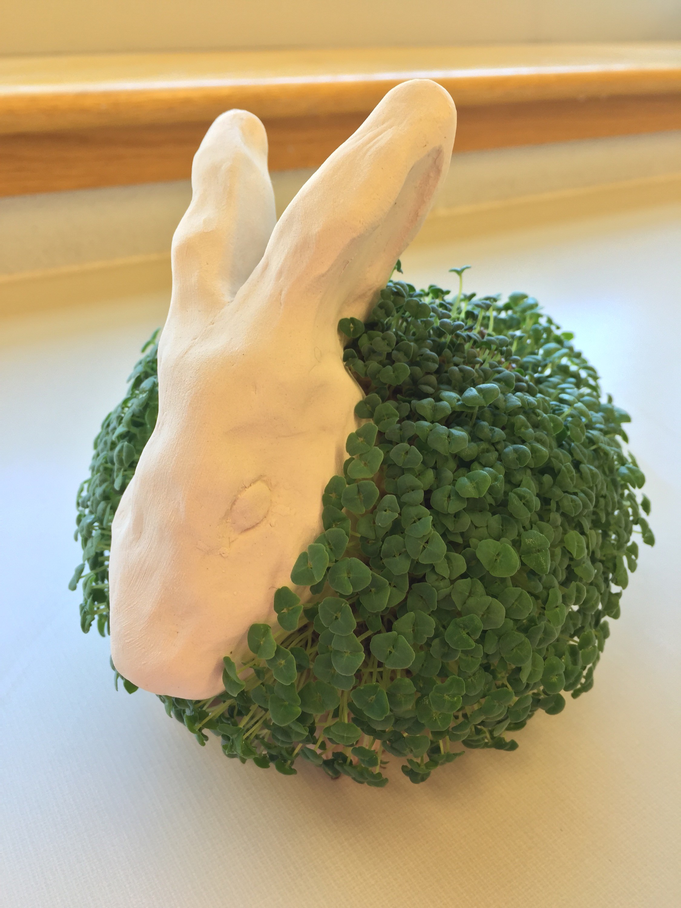 Finished Chia Pet, showcasing the completed greenery