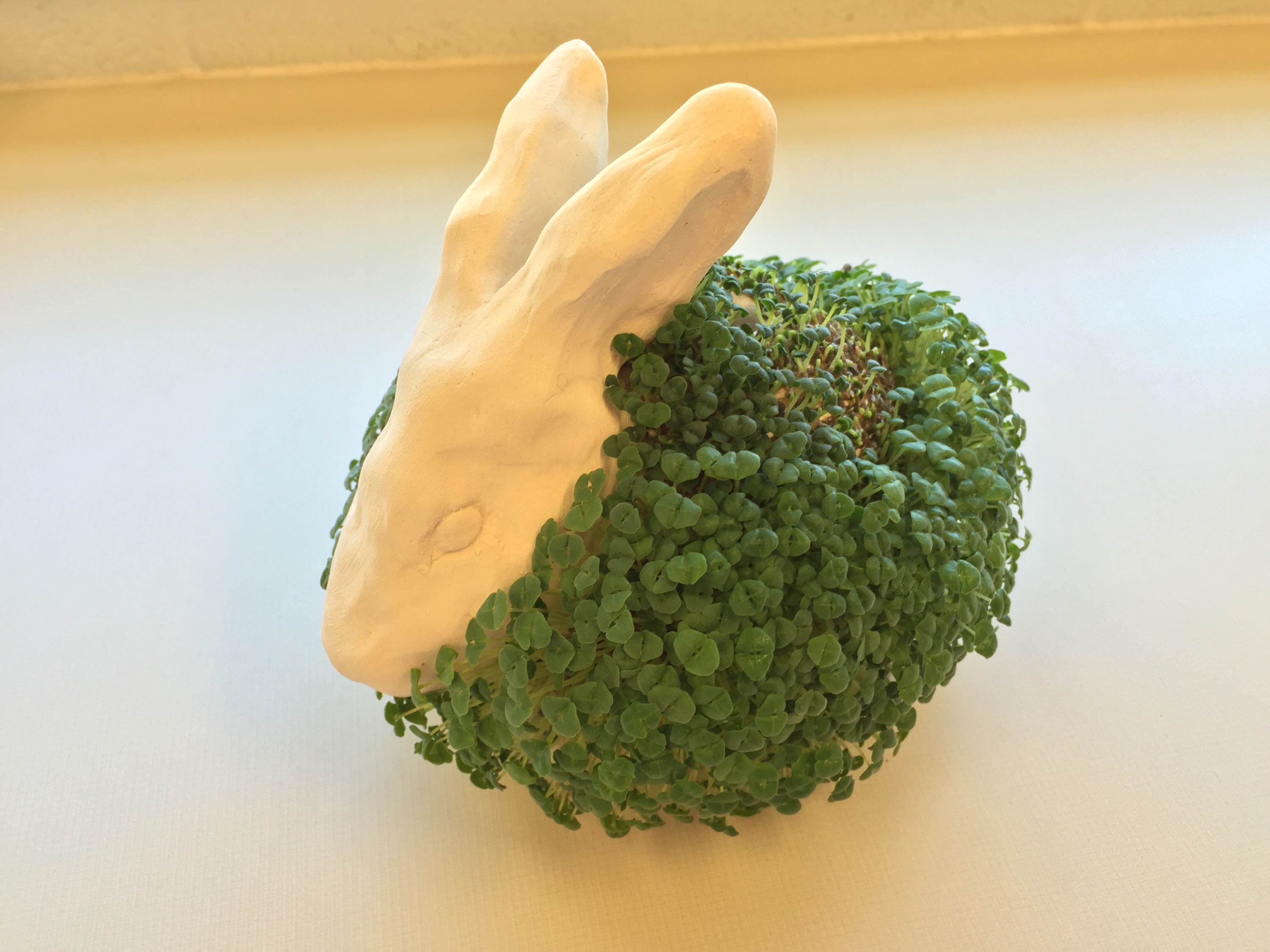 Side view of finished Chia Pet, highlighting the sprout density