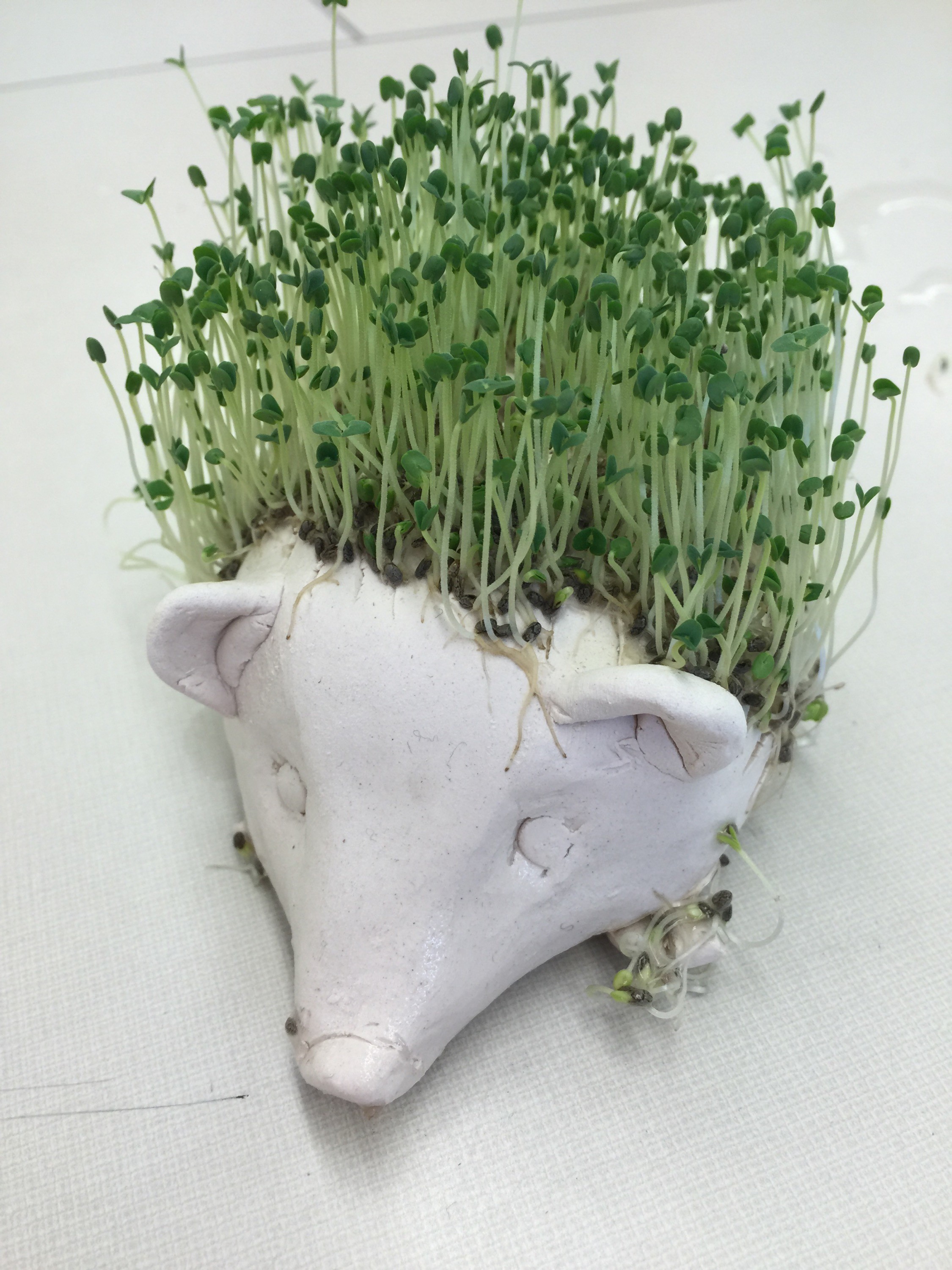 Unique Hedgehog Chia Pet with creative green spines