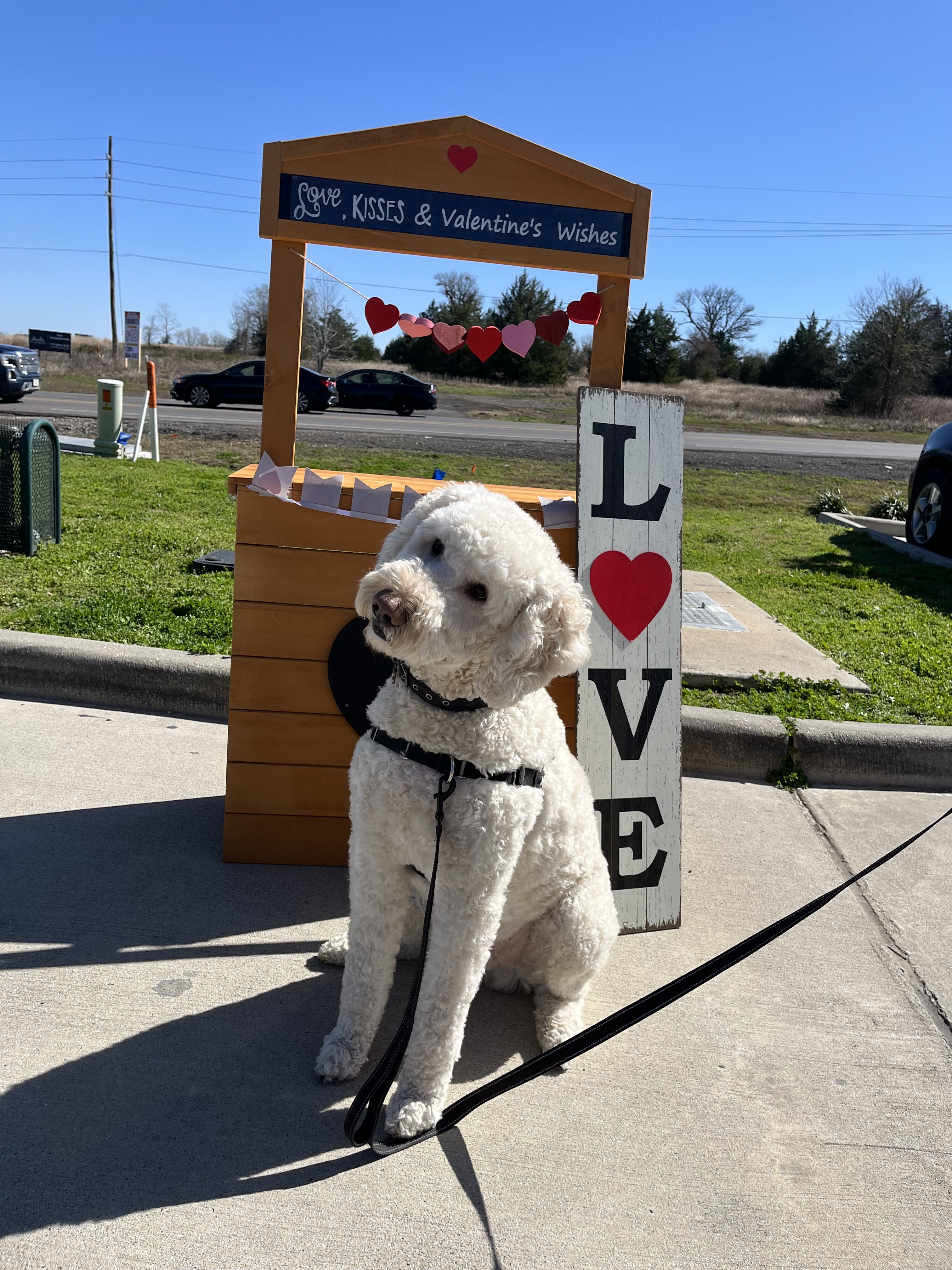A happy dog receiving a treat after a successful mobile pet vaccination appointment