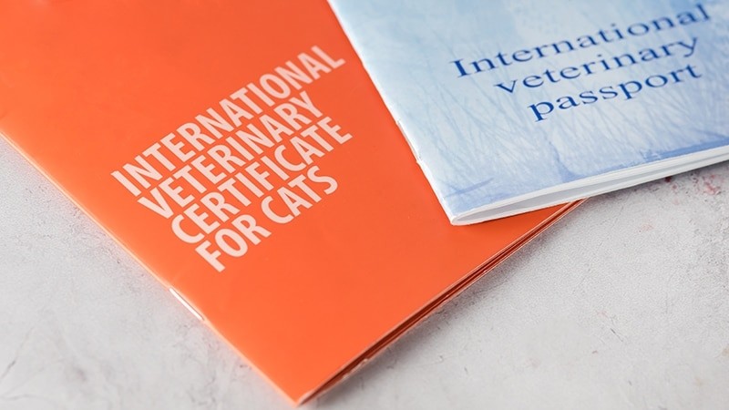 International veterinary certificate for cats, showcasing travel preparedness
