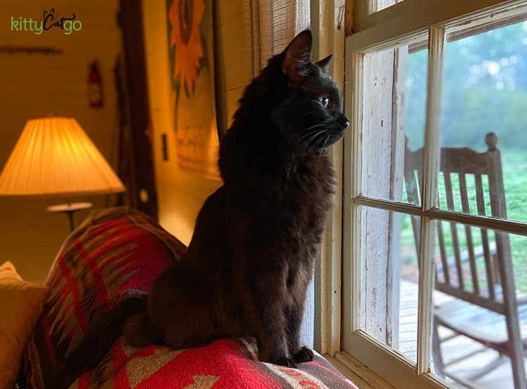 Cat exploring a hotel room