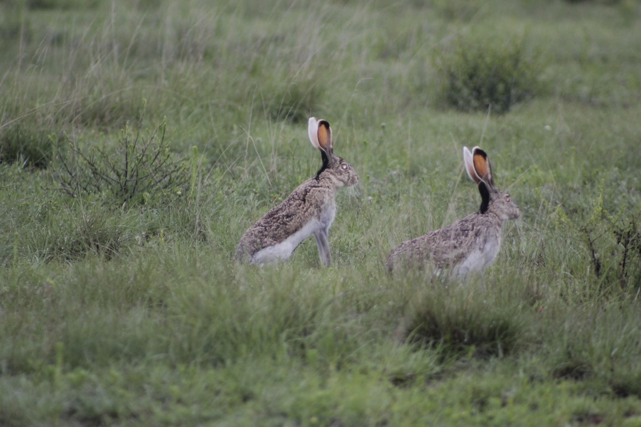 Two white-sided jackrabbits in a field