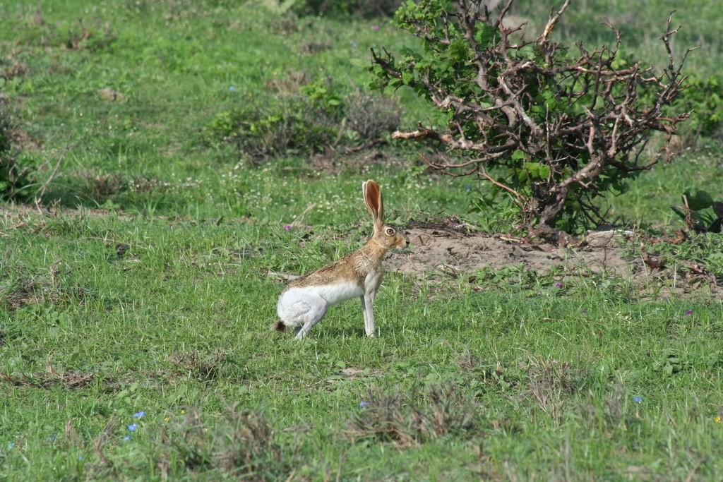 Tehuantepec jackrabbit