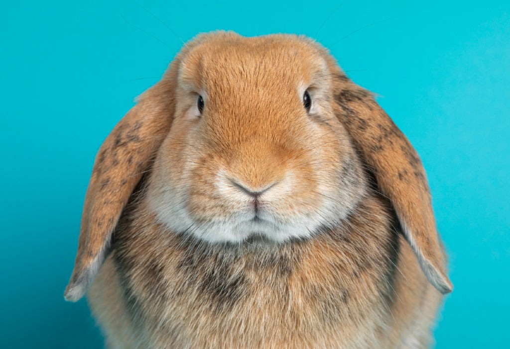 Lop Eared Rabbit