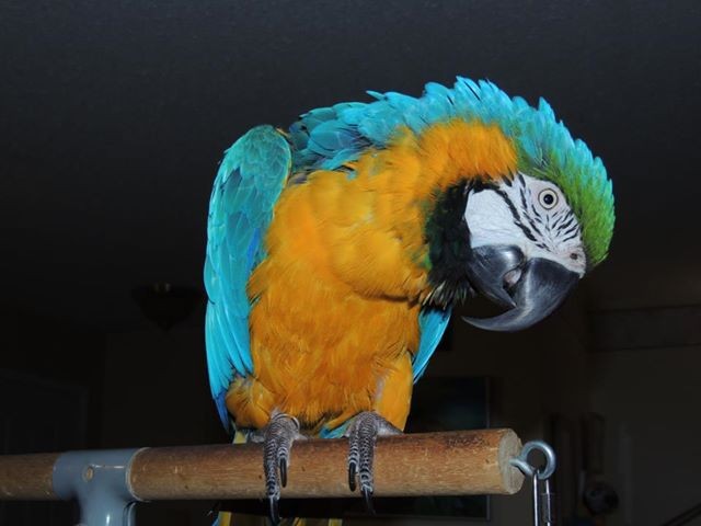 A macaw stepping up onto a hand, showcasing successful training and a trusting relationship between the bird and owner.