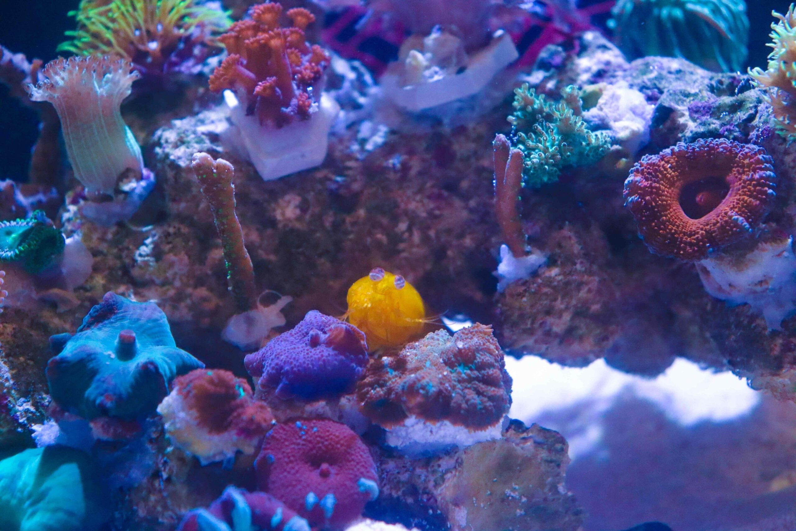 Yellow mantis shrimp in a coral garden
