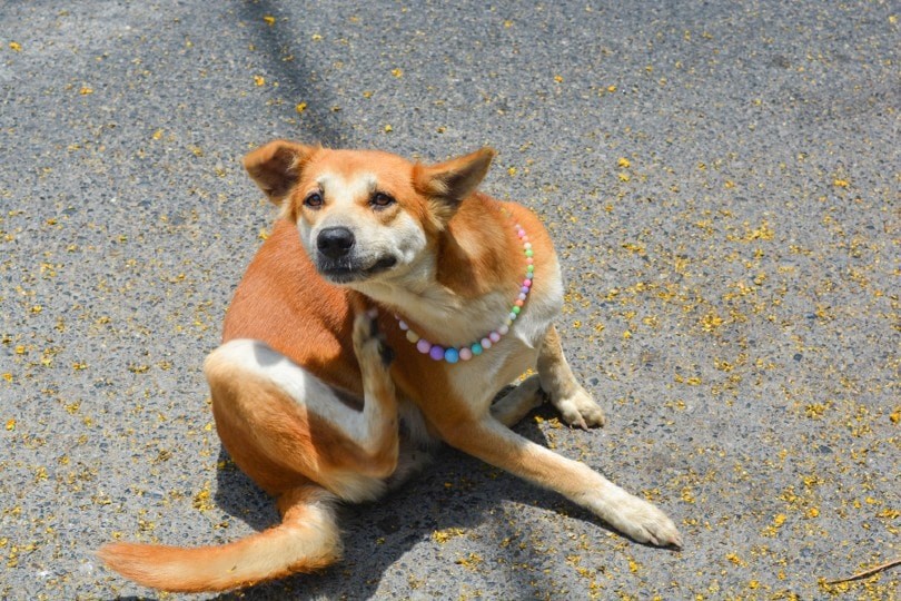 Dog scratching its ear