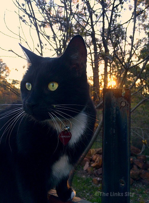 Black and White Cat Sitting on a Fence as the Sun Goes Down