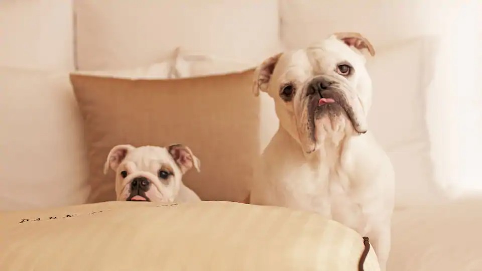 Park Hyatt Dog Friendly Pet Policy Bulldogs