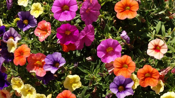 Different types of petunias