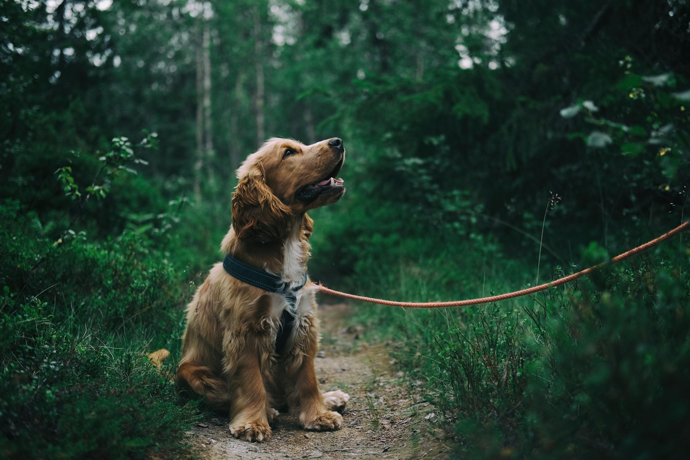 Dog training with treats
