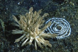 Phyllodesmium Nudibranch
