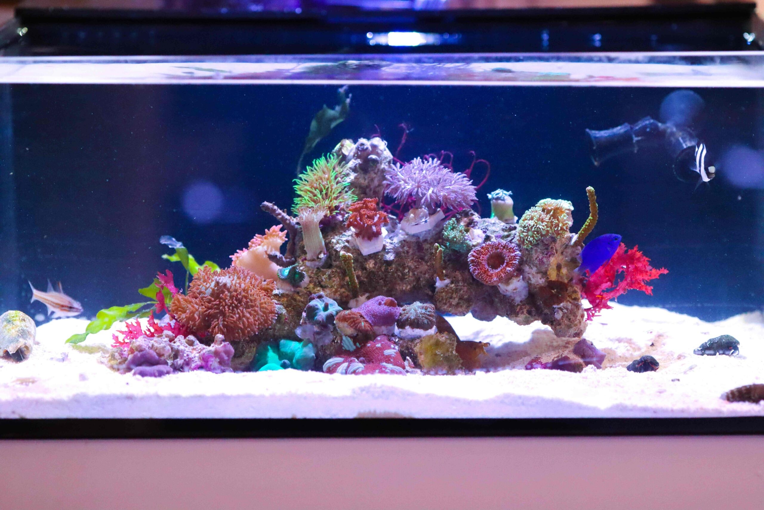 Reef Casa aquarium designed for mantis shrimp