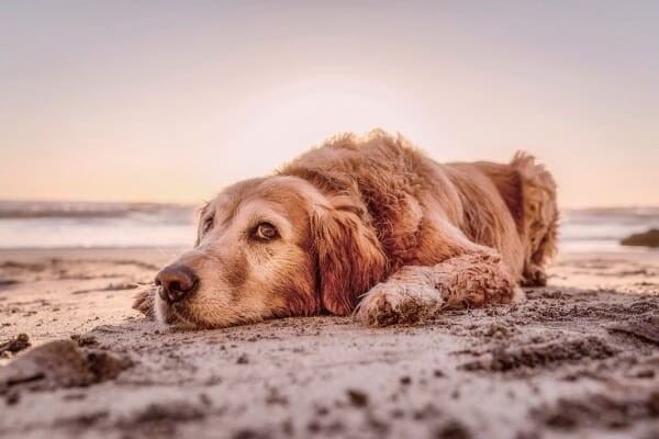 Old dog resting on the beach, representing peace and comfort