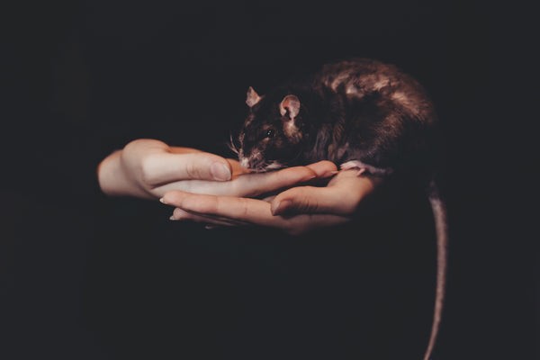 Rat with dark fur climbing on a wooden structure