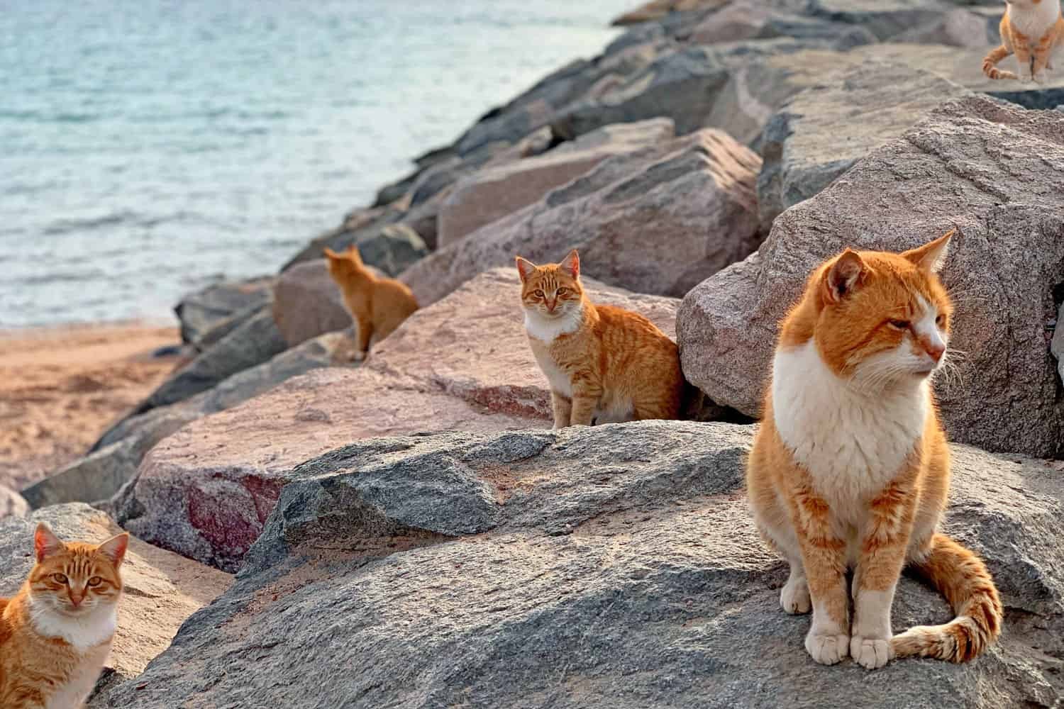 Stray cats in Ainoshima Island, Known as Cat Heaven Island, Kyushu, Japan, Asia
