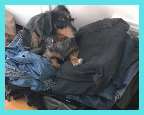 Small dog sitting on a backpack in a hostel